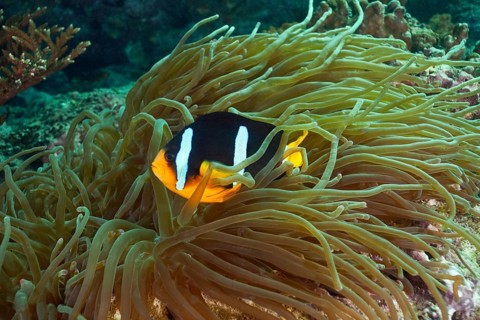 Clark's Anemonefish or Yellowtail Clownfish (Amphiprion clarkii)