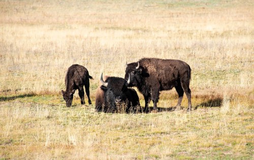 Animal family with young animal