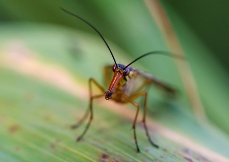 Common scorpionfly (Panorpa communis)