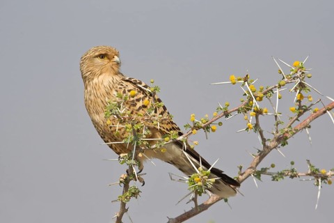 Greater Kestrel or White-eyed Kestrel (Falco rupicoloides)