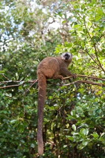 Red-fronted Lemur (Eulemur rufifrons)