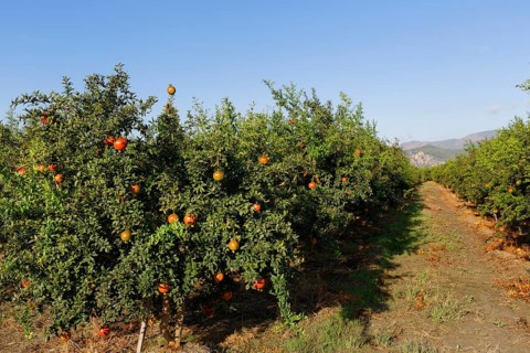 Plantation