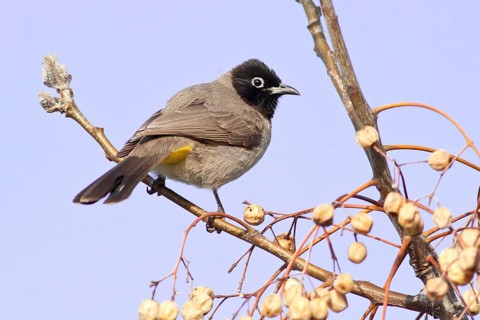 White-spectacled Bulbul or Yellow-vented Bulbul (Pycnonotus xanthopygos) on a branch