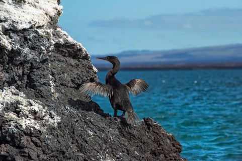 Flightless Cormorant (Phalacrocorax harrisi)