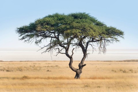 Umbrella thorn acacia (Acacia tortilis) in front of Etosha Pan