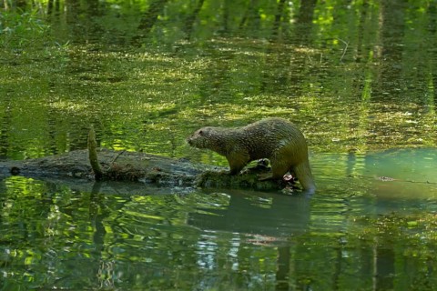 Otter (Lutra lutra) on tree trunk in the water