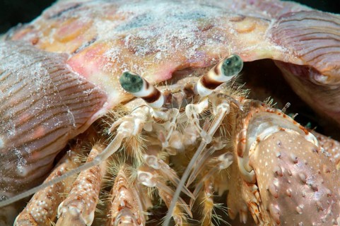 Anemone Hermit Crab (Dardanus tinctor)