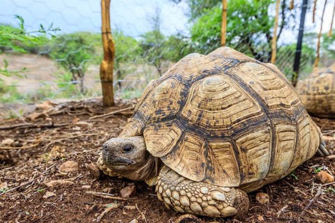Leopard Tortoise (Stigmochelys pardalis pardalis)