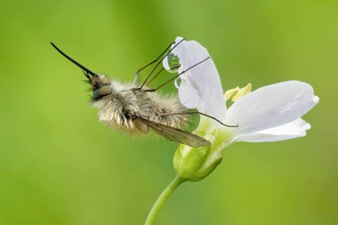 Greater Bee Fly (Bombylius major) feeding on a Cuckoo Flower or Lady's Smock (Cardamine pratensis)