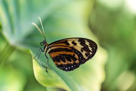 Heliconius xanthocles butterfly