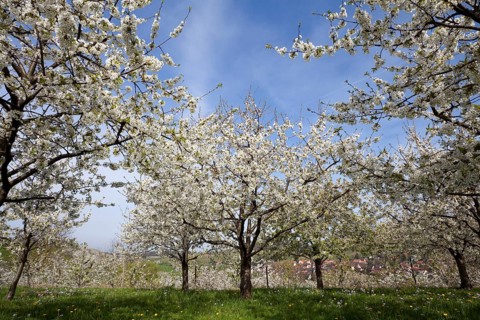 Cherry trees in full blossom