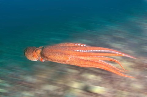 Giant Pacific Octopus