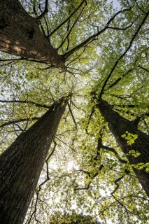 Very old Tulip Trees or Tulip Poplars (Liriodendron tulipifera)