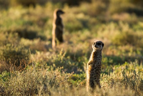 Meerkats (Suricata suricatta) in the morning light