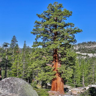 Western White Pine (Pinus monticola)