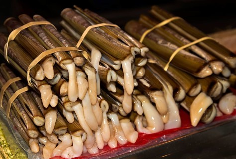 Sword Razors or Razor Clams (Ensis siliqua) for sale