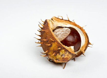 Chestnut in the cupule