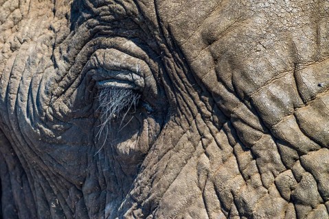 African Elephant (Loxodonta africana)