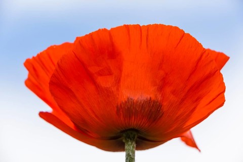 Oriental Poppy (Papaver orientale)