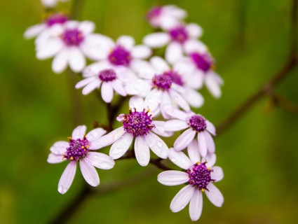 Flor de Mayo (Pericallis webbii)