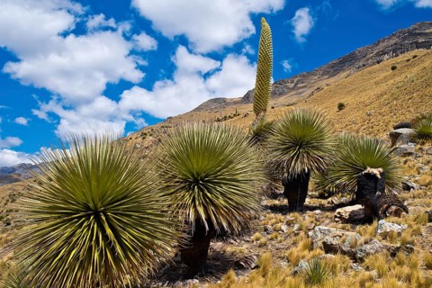 Queen of the Andes (Puya raimondii) with inflorescence