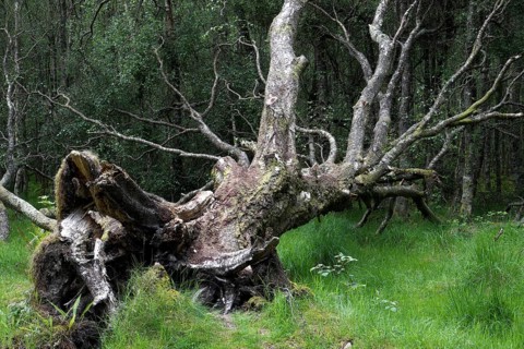 Uprooted tree