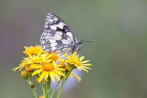 Marbled White (Melanargia galathea) on Ragwort (Senecio jacobaea)