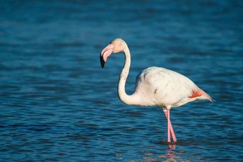 Flamingo (Phoenicopteridae)