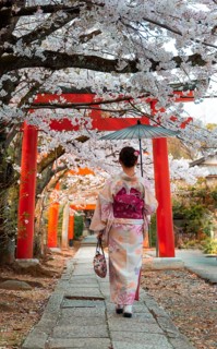 Japanese woman with kimono under blossoming cherry trees