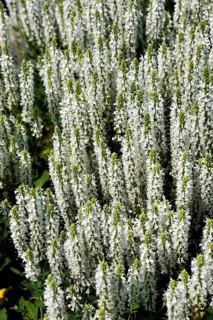 Wood Sage (Salvia apiana)