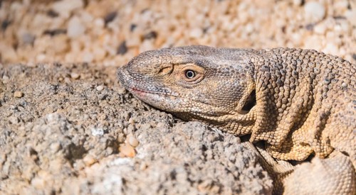 White-throated Monitor Lizard (Varanus albigularis)