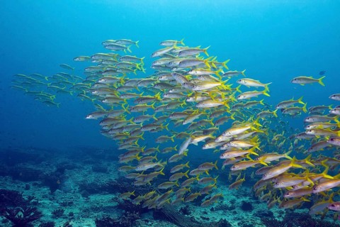 Yellowtail Snapper (Ocyurus chrysurus)