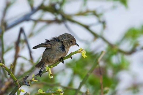 Warbler Finch (Certhidea olivacea)
