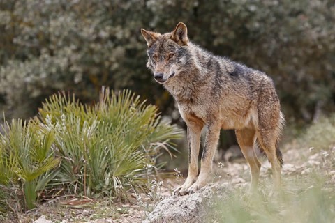 Iberian Wolf (Canis lupus lupus)