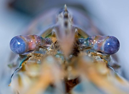 Giant Freshwater Prawn