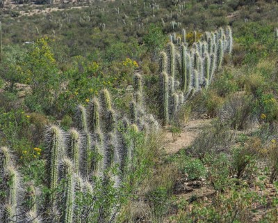 Copao Cactus (Eulychnia acida Phil.)