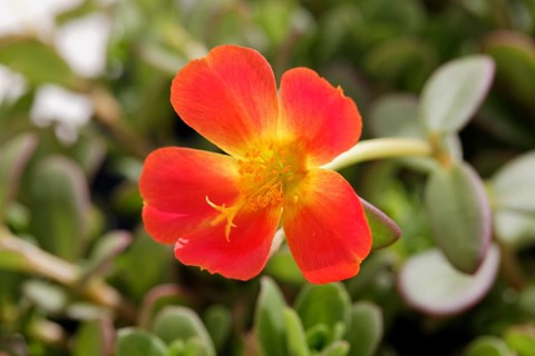 Moss-rose Purslane (Portulaca grandiflora)