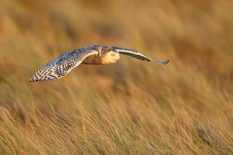 Snowy Owl (Bubo scandiacus)