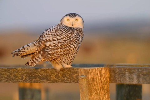 Snowy Owl (Bubo scandiacus)