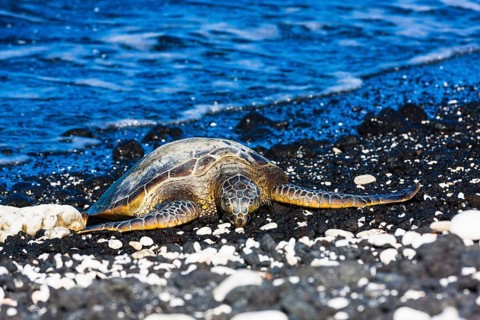 Green Sea Turtle (Chelonia mydas)