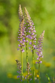 Fragrant orchid (Gymnadenia conopsea)