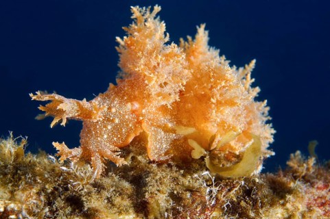 Robust frond-aeolis nudibranch (Dendronotus robustus)