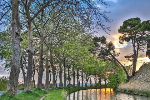 Plane tree avenue on the Canal du Midi