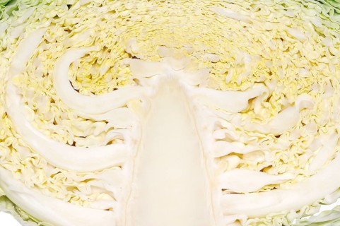 Savoy Cabbage (Brassica oleracea var sabauda)