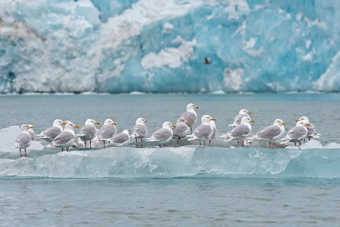 Glaucous Gulls (Larus hyperboreus) standing on an iceberg