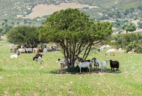 Goats (Capra) standing in the shade of cypress trees