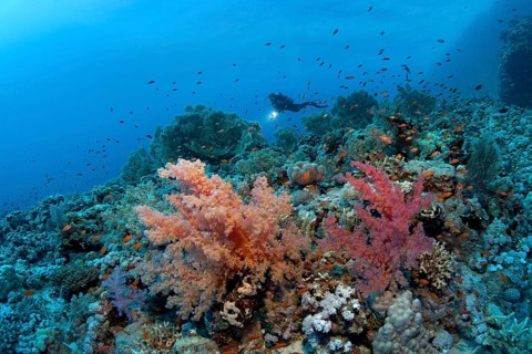 Scuba diver swimming above the corals of the densely overgrown eastern plateau of dive site Shaab Sharm