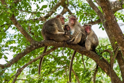 Family of rhesus monkeys (Macaca mulatta) with young
