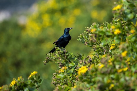 Red-winged Starling (Onychognathus morio)