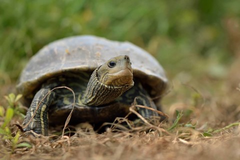 Fully grown Western Caspian Turtle (Mauremys rivulata)
